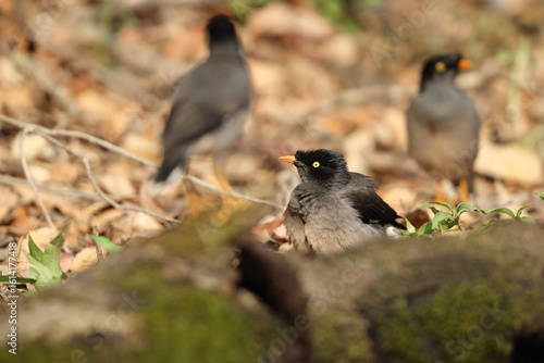 Canvas Print The jungle myna (Acridotheres fuscus) is a myna, a member of the starling family
