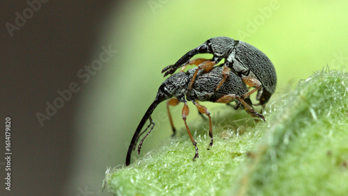 two long-nosed hollyhock shrews mating, Rhopalapion longirostre, 
