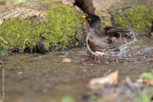 Photography The jungle myna (Acridotheres fuscus) is a myna, a member of the starling family