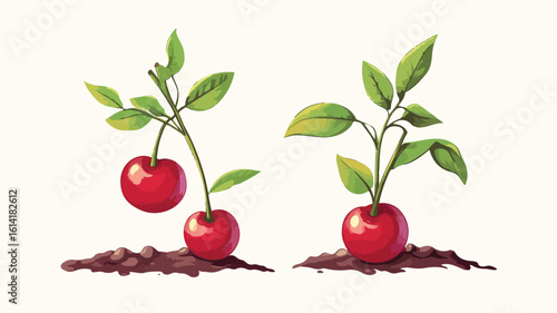 Fresh Cherry Fruit Plant Food Image