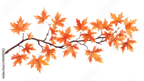 Vibrant Autumn Maple Leaves Branch Image