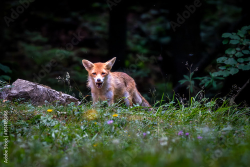 Wallpaper Mural Red fox in the forests of Slovenia - Vulpes vulpes. Torontodigital.ca