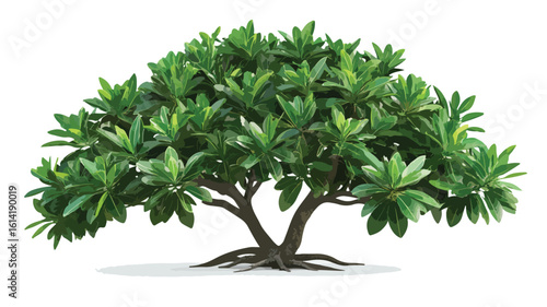 Tropical Plants on White Background