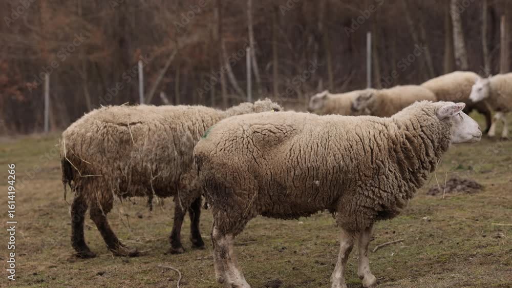Flock grazing, rural landscape, peaceful animals. Flock of sheep grazing peacefully in rural field near wooded area, sheep, with their thick woolly coats, appear calm and relaxed Flock grazing, rural landscape, peaceful animals. Flock of sheep grazing peacefully in rural field near wooded area, sheep, with their thick woolly coats, appear calm and relaxed