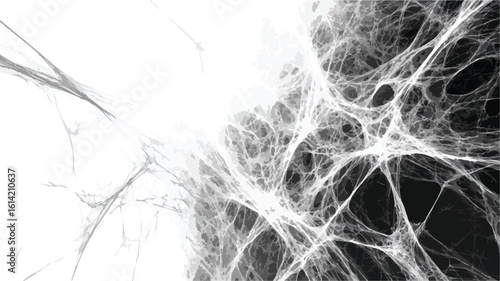 Wide Angle Spiderweb Contrast Photography