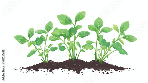 Vibrant Spinach Plant in Wide Angle