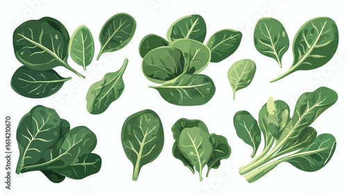 Spinach Element Set for Design Projects