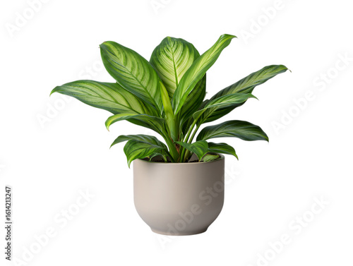 Calathea Ornata Pinstripe Plant in Pot on transparent background
