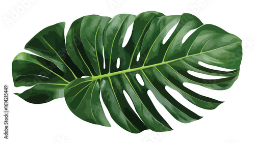 Tropical Plants on White Background