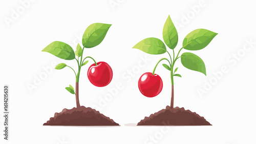 Fresh Cherry Fruit Plant Food Image