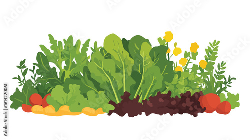 Fresh Lettuce Salad Plant Close-Up