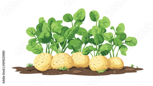 Harvested Potato Plant on Plate