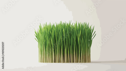Vetiver Grass Plant on White Background