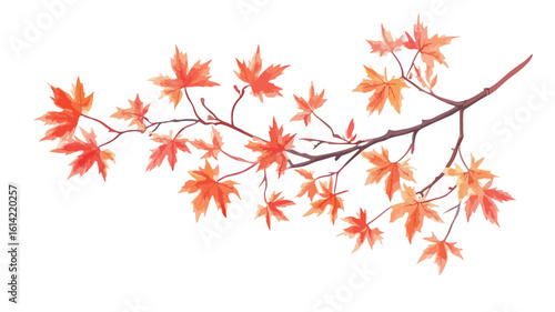 Vibrant Autumn Maple Leaves Branch Image