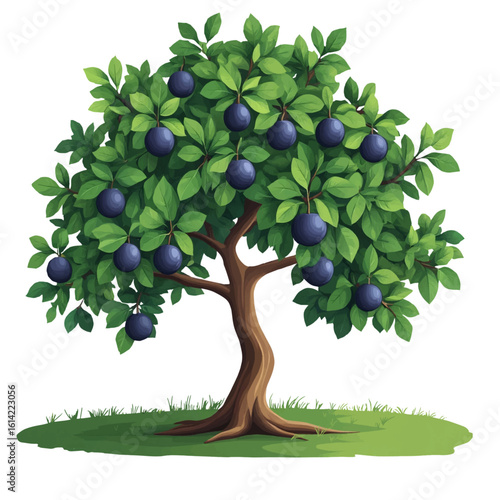 A tall tree with lush foliage and plum berries on the lawn. Vector illustration. Fruit tree from the garden, isolated on a white background