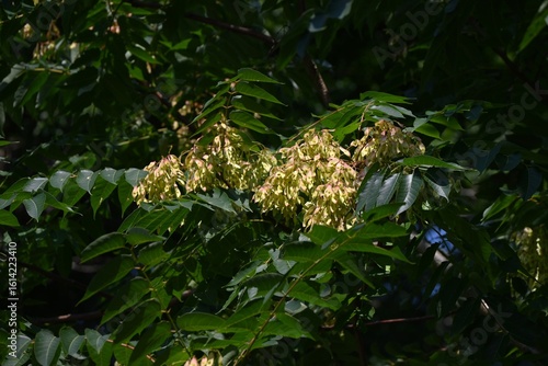 Tree of heaven (Ailanthus altissima) samara.Simaroubaceae alanthus deciduous tree.The seeds of the samara are blown away by the wind in autumn and reproduce.