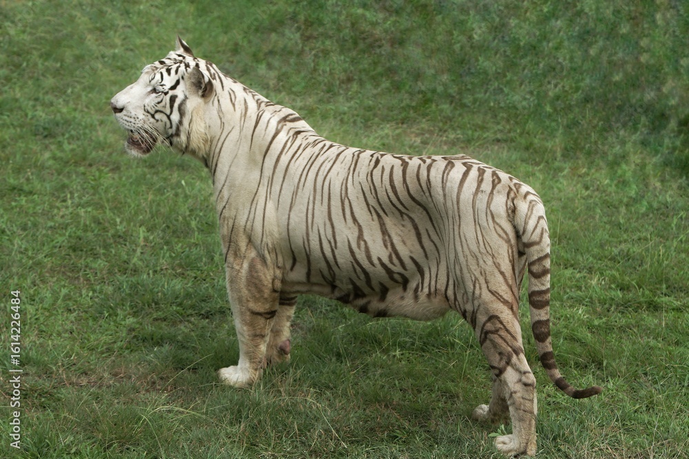 Fototapeta premium a white tiger was seen walking on the grass while observing the surroundings