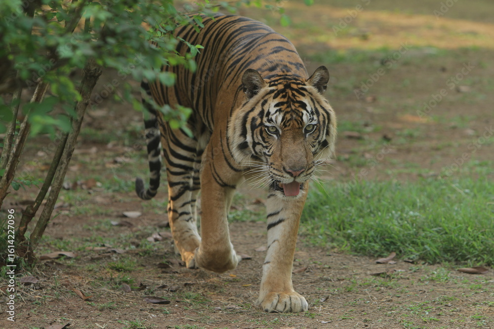 Obraz premium A Sumatran tiger is seen walking in the grass while observing its surroundings.