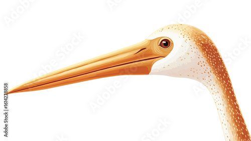 Bird Beak Close-up Wildlife Photography