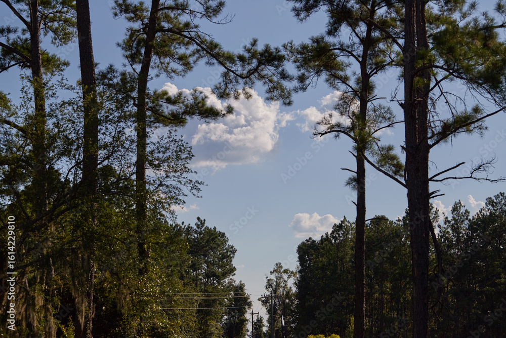 Fototapeta premium White and grey clouds floating in a blue summer sky!