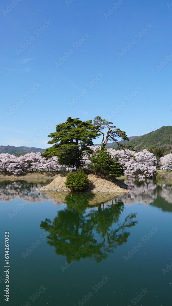 Sakura Landscape: The Beauty of Cherry Blossoms in Full Bloom in Japan Sakura Landscape: The Beauty of Cherry Blossoms in Full Bloom in Japan