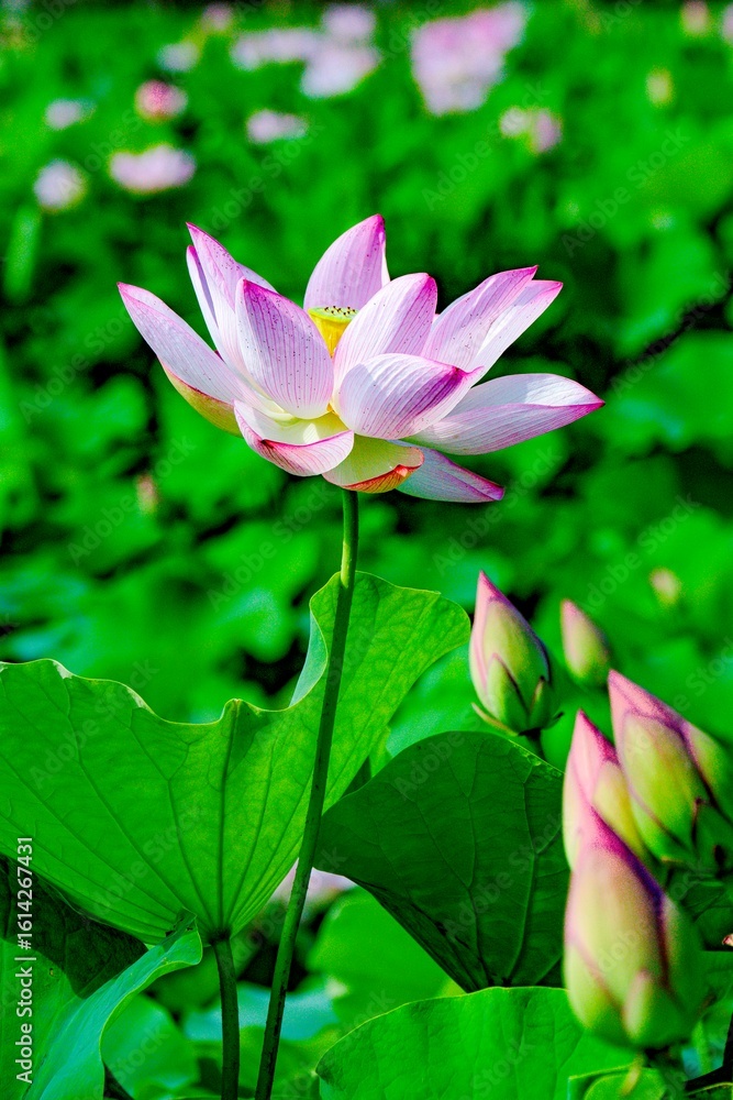 Obraz premium 臼杵石仏公園の大賀蓮