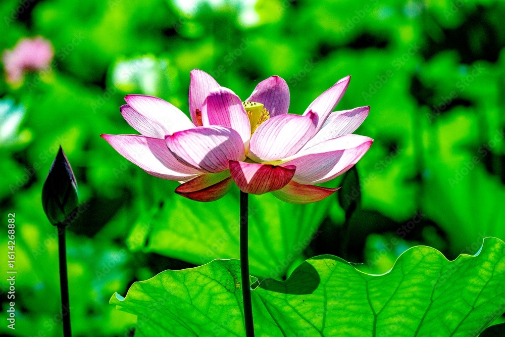 Obraz premium 臼杵石仏公園の大賀蓮