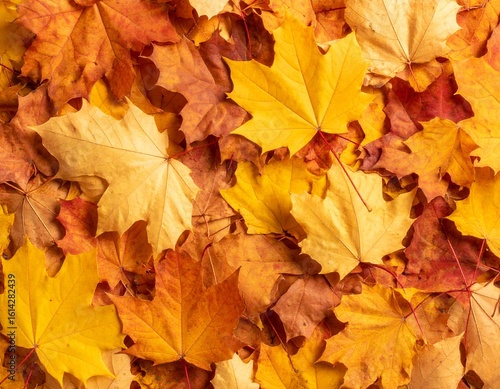 Wallpaper Mural Top View of Colorful Autumn Leaves for Background Use Torontodigital.ca