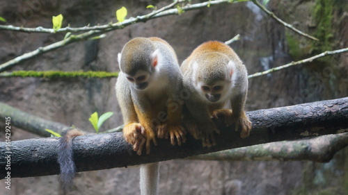 squirrel monkey - ukumarí Zoo