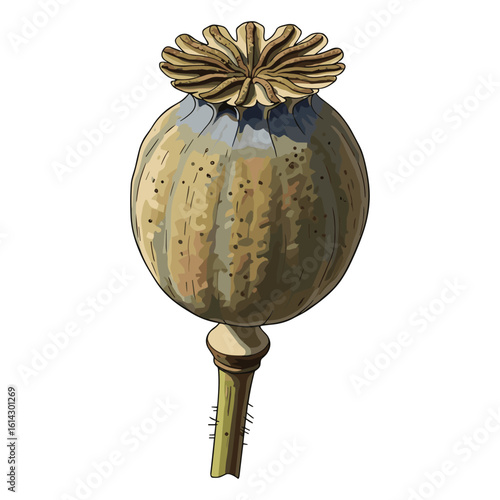 Detailed Poppy Seed Pod Illustration for Botanical Studies and Floral Design Projects