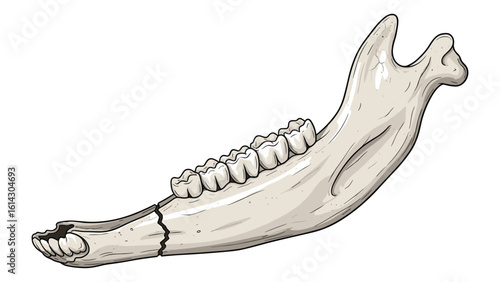 Detailed illustration of a fractured animal mandible ideal for anatomical study and educational