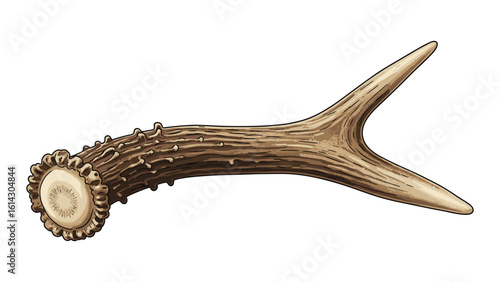 Detailed Illustration of a Brown Deer Antler on White Background for Nature Inspired Projects