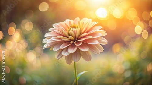 A single, delicate flower basks in the warm glow of a setting sun, its petals softly illuminated against a bokeh-filled backdrop of nature's beauty.