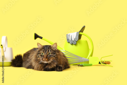 Cute cat with different gar...