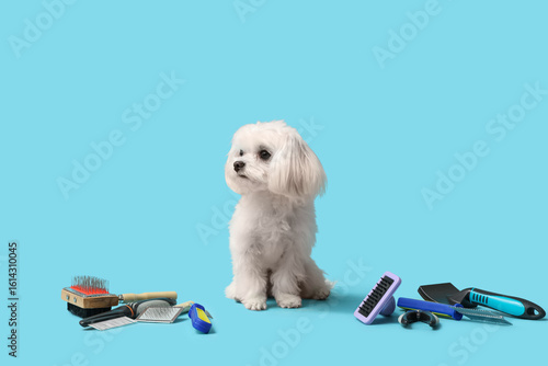 Cute Bolognese dog with car...