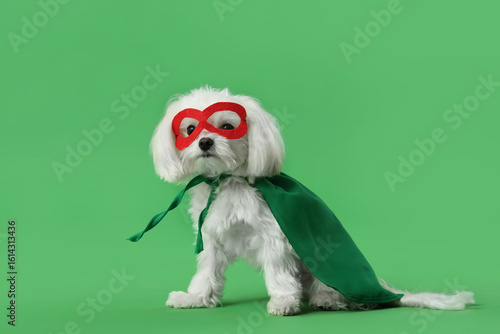 Cute little dog in superher...