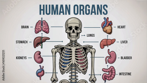 Human anatomy diagram showing skeleton and internal organs with labels human organs medical illustration