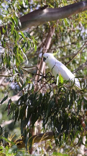 A white and yellow Sulphur crested cockatoo sitting on a eucalyptus tree branch in slow motion on a sunny day