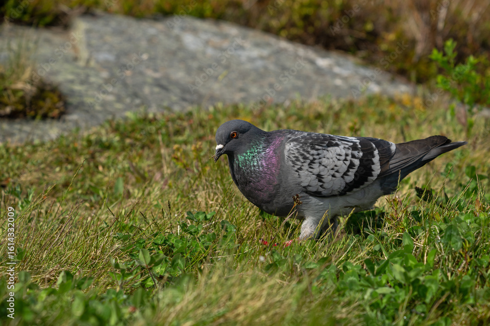 Fototapeta premium Pigeon biset en quête de nourriture