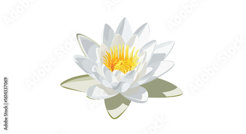 Graceful water lily blossom isolated on a clean backdrop symbolizing serenity, purity, and spiritual awakening in art and design elements