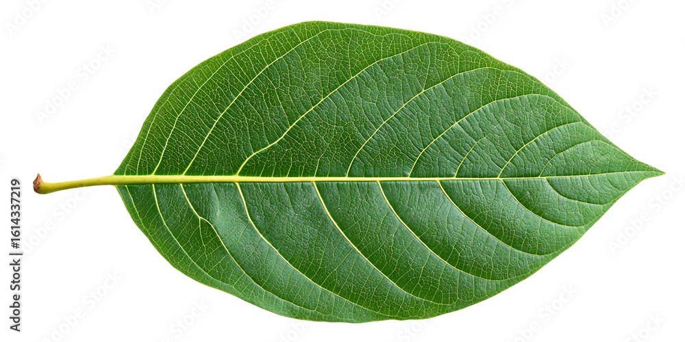Obraz premium Single Green Leaf with Visible Veins and Texture on Transparent Background, PNG