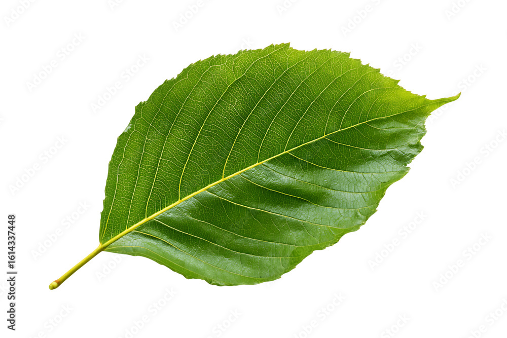 Fototapeta premium Single Green Leaf with Visible Veins Isolated on Transparent Background, PNG