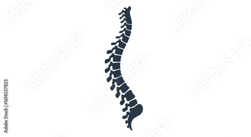 Anatomical Spinal Column Illustration Featuring Vertebrae Disc Structure for Medical Purposes
