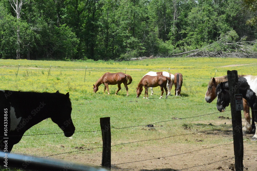 Naklejka premium Cades Cove