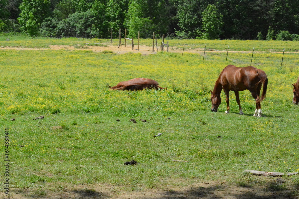 Fototapeta premium Cades Cove