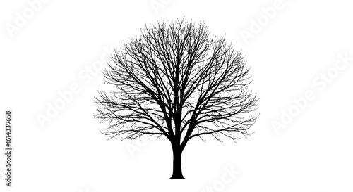 Silhouette of a deciduous tree with bare branches against a stark white backdrop presenting intricate organic shapes for artistic renderings