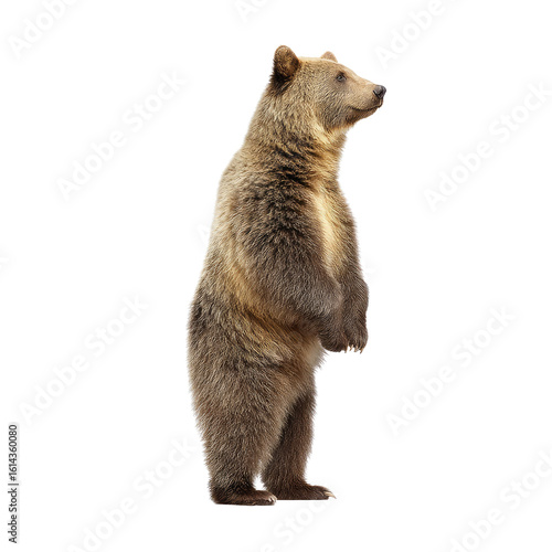 Adorable Brown Bear Standing Upright in a Natural Forest Setting Against a White Background for Wildlife Photography