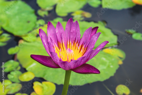 Canvas-taulu purple flower in front of lilypad