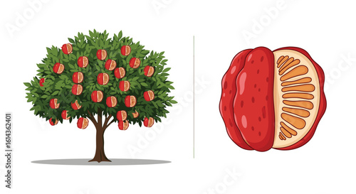 Abundant apple tree showing ripe fruit next to a cut half of a tropical passion fruit