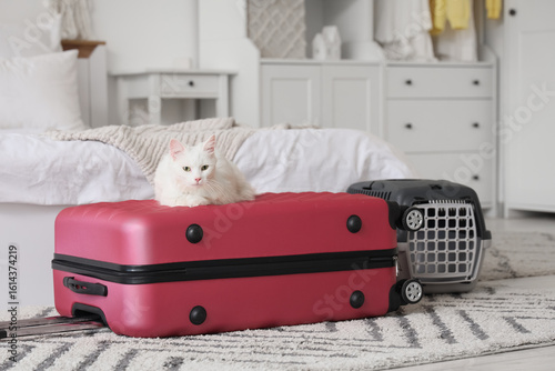 Cute white cat with packed ...